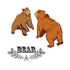 Colorful sketch. Battle of two bears.