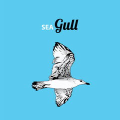 Sketch of seagull. Blue background.