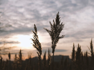Golden reeds sway in the wind against sunset sky. Abstract natural background. Pattern with neutral colors. Minimal, stylish, trend concept. Golden sedge grass, dry reed, reed layer, reed seeds.