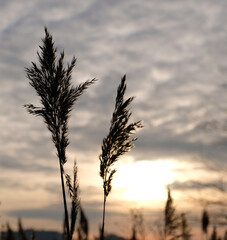 Golden reeds sway in the wind against sunset sky. Abstract natural background. Pattern with neutral colors. Minimal, stylish, trend concept. Golden sedge grass, dry reed, reed layer, reed seeds.