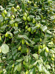 Indian jujube(ber) fruits and plant