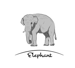Fototapeta premium Sketch of elephant.Hand made.Gray tone.