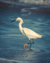 White egret with yellow eye fishing on a wave beach in blue tone.