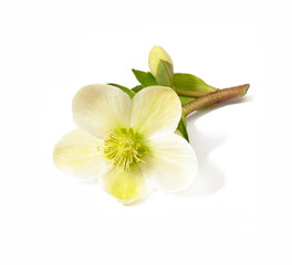 hellebore flower with bud