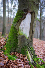 Tree trunk with old wound