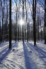 Wald im Winter