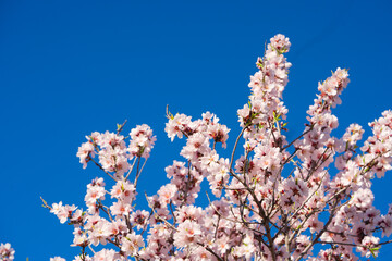 almond tree bloom
