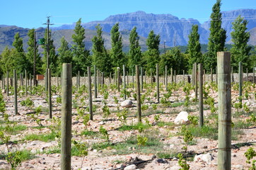 Weinreben an der Weinroute, Südafrika