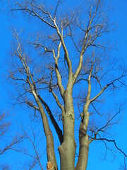 枯れ木の欅と冬の青空