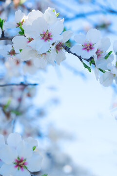 Fototapeta almond tree bloom