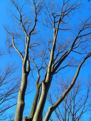 枯れ木の欅と冬の青空