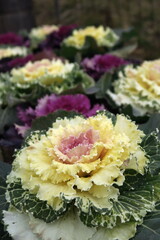 冬の花壇の葉ボタン