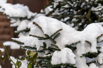 A christmas tree covered with snow