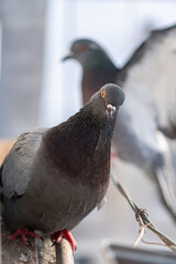 Hungry beautiful street pigeons are flying, eating and looking curiously on a porch