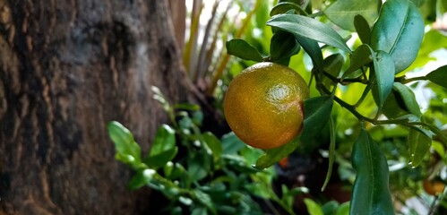 orange fruit