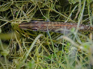Young pike in the algae