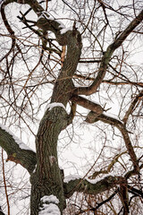 Closeup of a mulberry tree covered by fresh snow on it during the cold winter, in Kiev, Ukraine