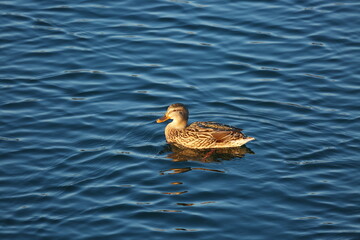 Malard female on the lake