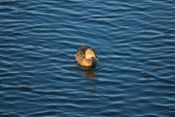 Malard female on the lake