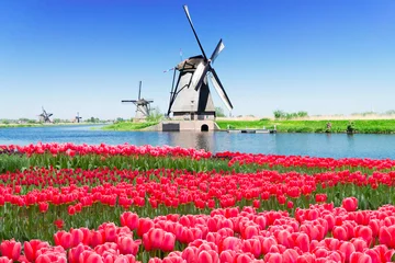 Fototapeten dutch windmill over tulips field © neirfy