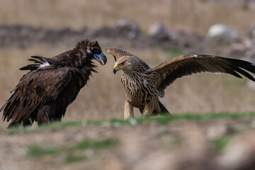 Cinereous (Eurasian Black) Vulture (Aegypius monachus), (Eastern Imperial Eagle) (Aquila heliaca) Full Length Portrait.