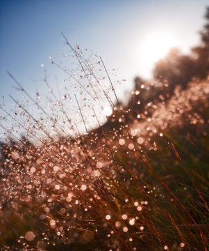 Misty raindrops on the grass