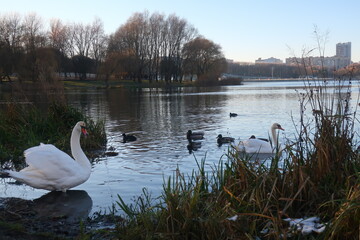 swans in the lake
