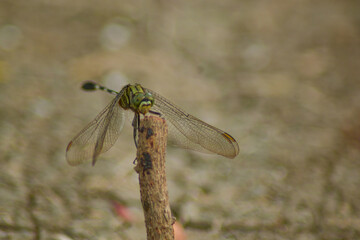 close up of dragonfly