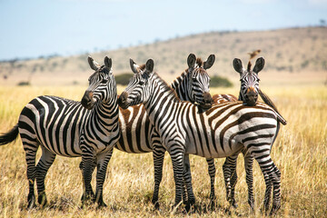 Fototapeta na wymiar Zebra herd in Masai Mara Game Reserve of Kenya, East Africa