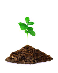 The green sprout sprouts from the soil isolated on a white background