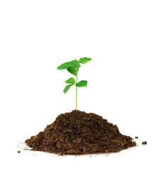 The green sprout sprouts from the soil isolated on a white background