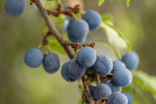 endrino, Prunus spinosa, para fabricacion tradicional de patxaran, Ab&aacute;rzuza, Navarra, Spain, Europe