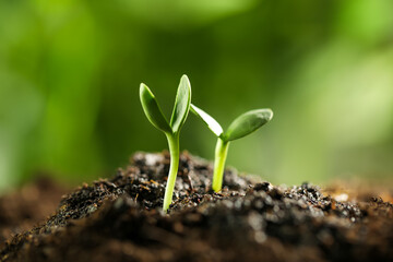 Little green seedlings growing in soil, closeup
