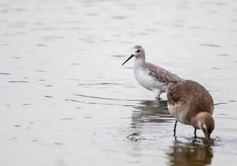 The marsh sandpiper standing in the pond , Thailand