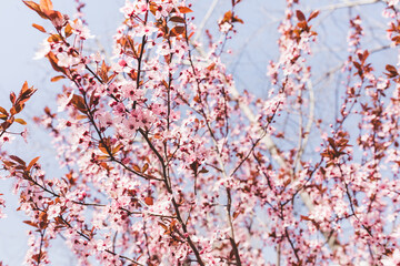 Fresh red cherry blossom, tree branch with red flowers and leaves in a garden, against blue sky. Spring concept. Soft selective focus, copy space
