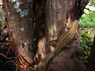 Lizard on a brown tree