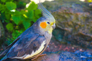 Colourful Bird