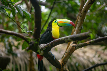 Toucan resting on a tree branch in a nature reserve in Costa Rica