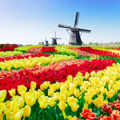 Gordijnen dutch windmill over tulips field © neirfy