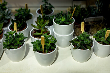 close up on different types of succulents growing next to each other in a greenhouse, different colors and shapes