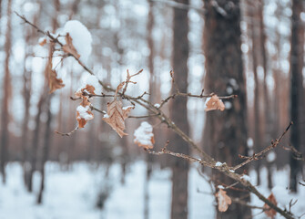 Winter in the Kampinos National Park
