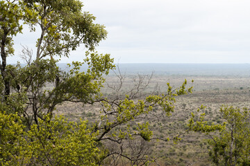 A tree in the foreground and the view of the savanna in the background. Kruger National Park, South Africa.