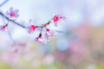 Sakura flower background. Spring background with cherry blossom.