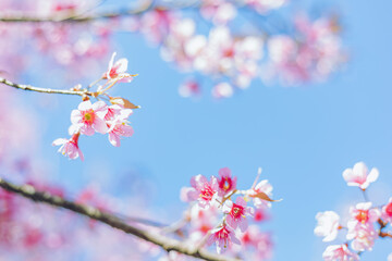 Sakura flower background. Spring background with cherry blossom.