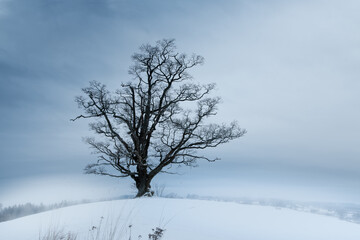 Fototapeta na wymiar Lonely oak tree on a field with snow