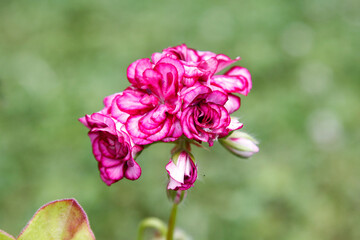 pink and white flowers