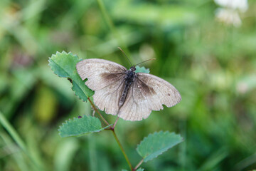 grey butterfly on a leaf