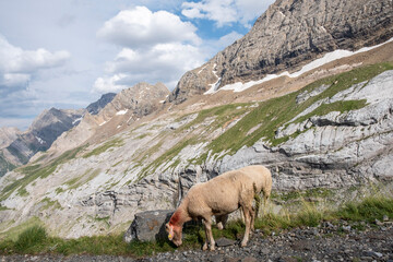 sheep on Puerto de Bujaruelo, French Pyrenees, France