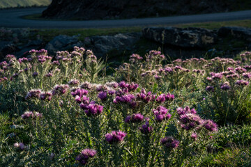 thistles, Col de Tentes, Gavarnie, French Pyrenees, France