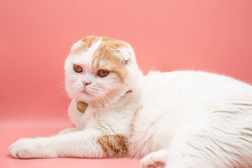 Cute scottish fold Cat on pink background. can use as animal content.